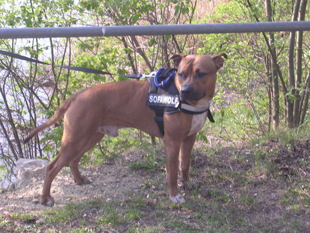 Amerikanischer Pit-Bullterrier Hunde Foto 31324 in höherer Auflösung ansehen Amerikanischer Pit-Bullterrier Gino-Bambino