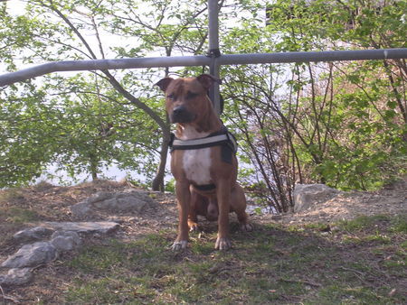 Amerikanischer Pit-Bullterrier Hunde Foto 31841 in höherer Auflösung ansehen Amerikanischer Pit-Bullterrier Gino-Bambino