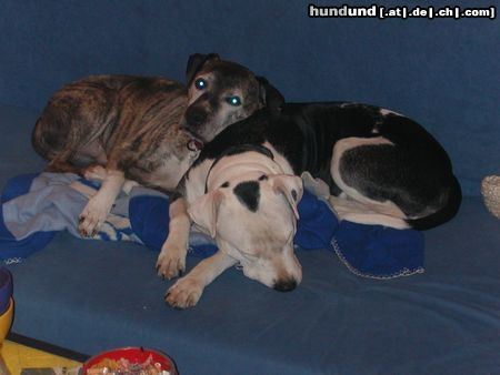 Amerikanischer Pit-Bullterrier Hunde Foto 17408 in höherer Auflösung ansehen Amerikanischer Pit-Bullterrier Kimba und Charles