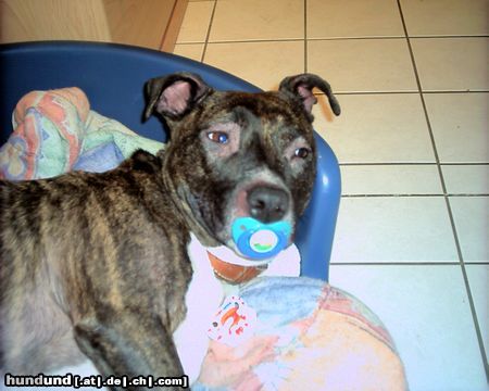 Amerikanischer Pit-Bullterrier Hunde Foto 3893 Amerikanischer Pit-Bullterrier Bitte lass mich schlafen !!