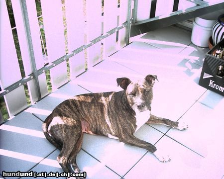 Amerikanischer Pit-Bullterrier Hunde Foto 3892 Amerikanischer Pit-Bullterrier Geena, mein kleines Baby!!