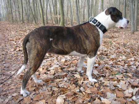 Amerikanischer Pit-Bullterrier Hunde Foto 30896 Amerikanischer Pit-Bullterrier Unsere Best(i)e