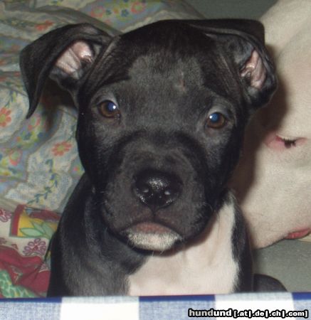Amerikanischer Pit-Bullterrier Hunde Foto 10045 Amerikanischer Pit-Bullterrier Diablo mit 8 Wochen