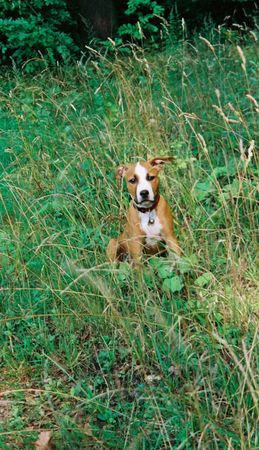 Amerikanischer Pit-Bullterrier Hunde Foto 31327 in höherer Auflösung ansehen Amerikanischer Pit-Bullterrier Gulja mit 13 Wochen