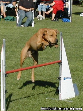 Amerikanischer Pit-Bullterrier Hunde Foto 21481 in höherer Auflösung ansehen Amerikanischer Pit-Bullterrier Fanto im Agility
