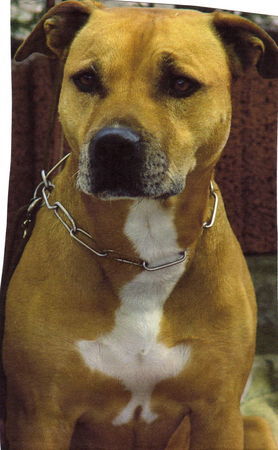 Amerikanischer Pit-Bullterrier Hunde Foto 32604 in höherer Auflösung ansehen Amerikanischer Pit-Bullterrier meine Amy