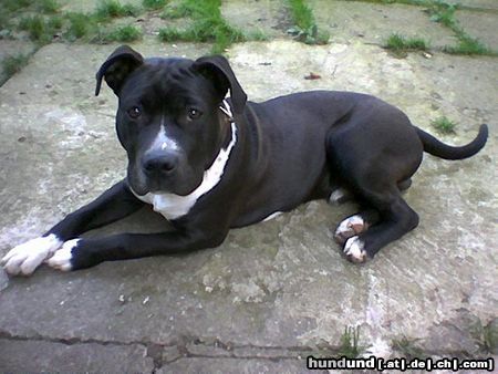 Amerikanischer Pit-Bullterrier Hunde Foto 16115 Amerikanischer Pit-Bullterrier Mein Odin 6 monate jung