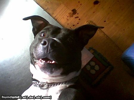 Amerikanischer Pit-Bullterrier Hunde Foto 16114 Amerikanischer Pit-Bullterrier Das ist mein Odin mit seinen narrischen 5 minuten!