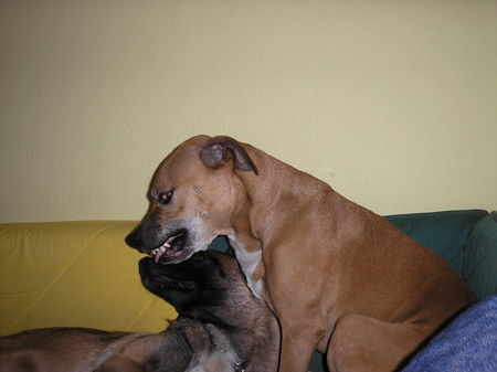 Amerikanischer Pit-Bullterrier Hunde Foto 32605 Amerikanischer Pit-Bullterrier Amy erzieht Molly