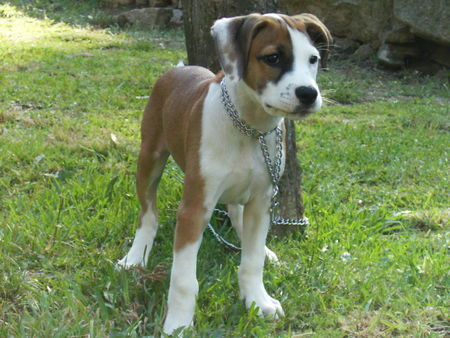 Amerikanischer Pit-Bullterrier Hunde Foto 39316 in höherer Auflösung ansehen Amerikanischer Pit-Bullterrier