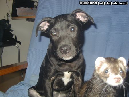 Amerikanischer Pit-Bullterrier Hunde Foto 23391 in höherer Auflösung ansehen Amerikanischer Pit-Bullterrier