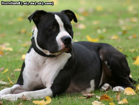 Amerikanischer Pit-Bullterrier