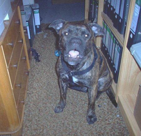 Amerikanischer Pit-Bullterrier Hunde Foto 39475 in höherer Auflösung ansehen Amerikanischer Pit-Bullterrier Schneuzi sagt: Komm endlich mit