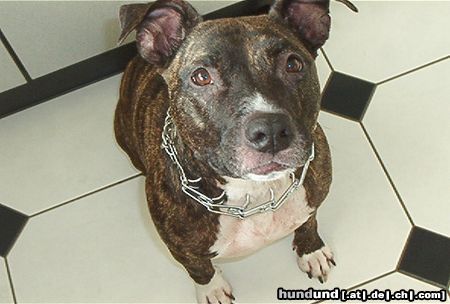 Amerikanischer Pit-Bullterrier Hunde Foto 3894 Amerikanischer Pit-Bullterrier Einmal bitte lächeln!!