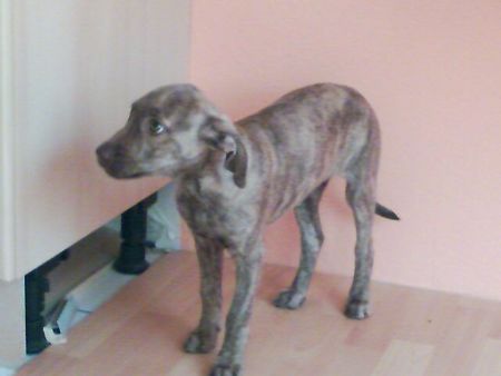 Amerikanischer Pit-Bullterrier Hunde Foto 32018 in höherer Auflösung ansehen Amerikanischer Pit-Bullterrier Sira