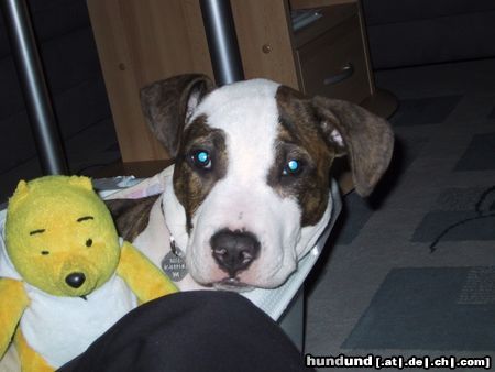 Amerikanischer Pit-Bullterrier Hunde Foto 14958 in höherer Auflösung ansehen Amerikanischer Pit-Bullterrier Ronny (3 Monate) mit Pu-Bär im Wäschekorb