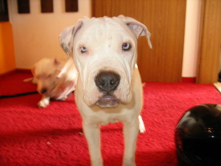 Amerikanischer Pit-Bullterrier Hunde Foto 30490 in höherer Auflösung ansehen Amerikanischer Pit-Bullterrier Unser tauber Dooley