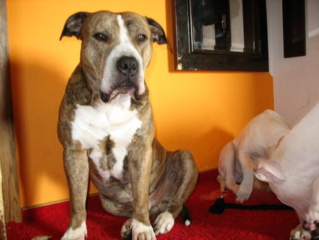 Amerikanischer Pit-Bullterrier Hunde Foto 30491 in höherer Auflösung ansehen Amerikanischer Pit-Bullterrier Der Papa des kleinen Dooley