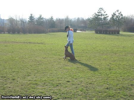 Amerikanischer Pit-Bullterrier Hunde Foto 19993 in höherer Auflösung ansehen Amerikanischer Pit-Bullterrier Ida beim Training