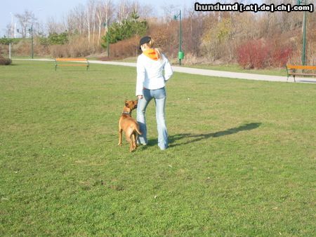 Amerikanischer Pit-Bullterrier Hunde Foto 19994 in höherer Auflösung ansehen Amerikanischer Pit-Bullterrier Ida beim Training