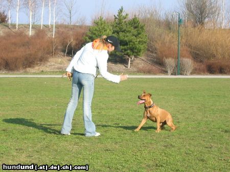 Amerikanischer Pit-Bullterrier Ida beim Training