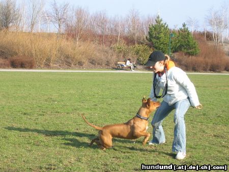 Amerikanischer Pit-Bullterrier Hunde Foto 19996 in höherer Auflösung ansehen Amerikanischer Pit-Bullterrier Zuerst die Arbeit und dann das Vergnügen *g*