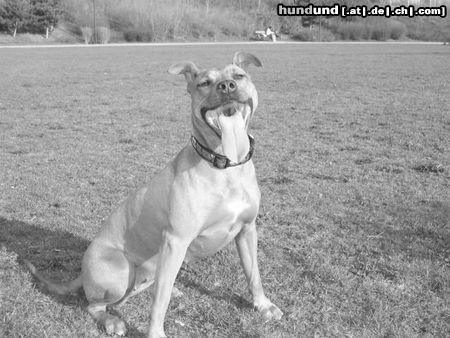 Amerikanischer Pit-Bullterrier Hunde Foto 20713 in höherer Auflösung ansehen Amerikanischer Pit-Bullterrier Ida 1Jahr 8 Monate