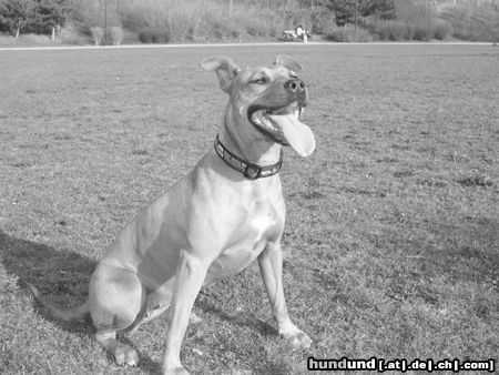 Amerikanischer Pit-Bullterrier Hunde Foto 20714 in höherer Auflösung ansehen Amerikanischer Pit-Bullterrier Ida 1Jahr 8 Monate
