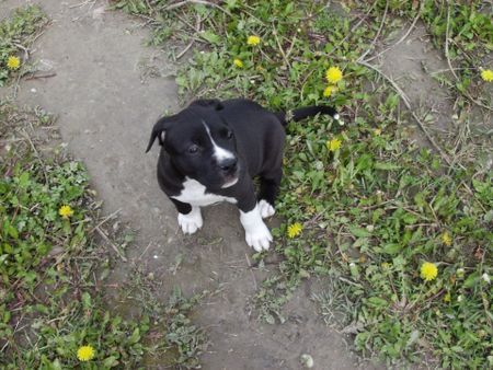 Amerikanischer Pit-Bullterrier Hunde Foto 32067 Amerikanischer Pit-Bullterrier Nera: 8 Wochen
