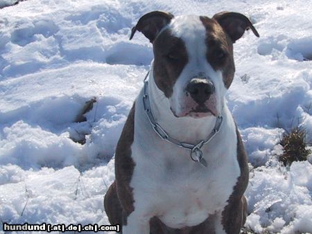 Amerikanischer Pit-Bullterrier Hunde Foto 14956 in höherer Auflösung ansehen Amerikanischer Pit-Bullterrier unser Ronny im Schnee