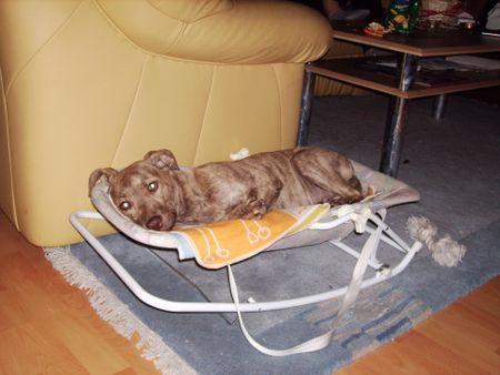 Amerikanischer Pit-Bullterrier Hunde Foto 32069 Amerikanischer Pit-Bullterrier Sira: ich bin doch auch ein Baby