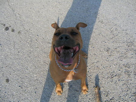 Amerikanischer Pit-Bullterrier Hunde Foto 34546 in höherer Auflösung ansehen Amerikanischer Pit-Bullterrier Ida