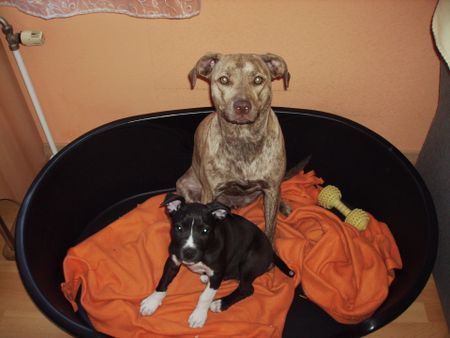 Amerikanischer Pit-Bullterrier Hunde Foto 32072 Amerikanischer Pit-Bullterrier Sira & Nera