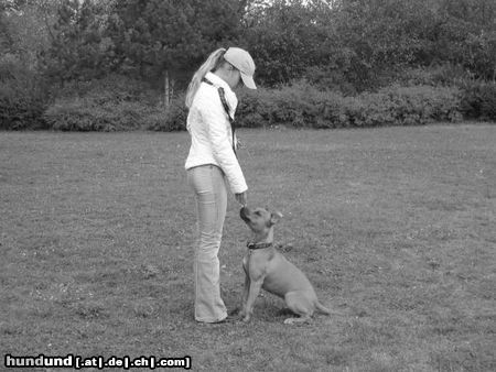 Amerikanischer Pit-Bullterrier Hunde Foto 14964 in höherer Auflösung ansehen Amerikanischer Pit-Bullterrier Ida beim Training