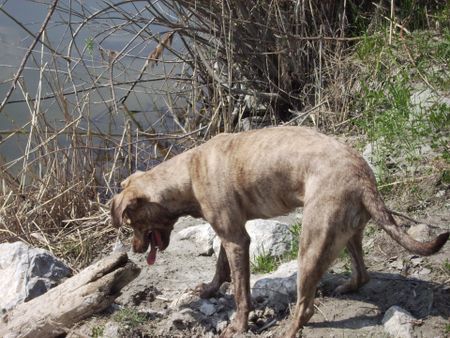 Amerikanischer Pit-Bullterrier Hunde Foto 32066 Amerikanischer Pit-Bullterrier Sira: GEIL........ ein Stock