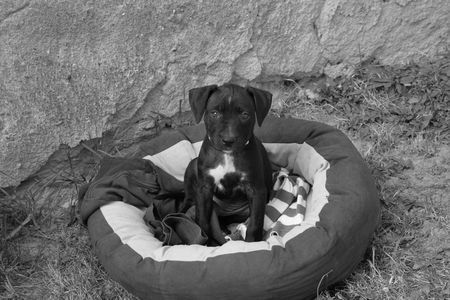 Amerikanischer Pit-Bullterrier Hunde Foto 39883 Amerikanischer Pit-Bullterrier