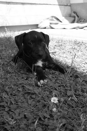 Amerikanischer Pit-Bullterrier Hunde Foto 39884 Amerikanischer Pit-Bullterrier