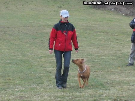Amerikanischer Pit-Bullterrier Hunde Foto 17302 Amerikanischer Pit-Bullterrier Ida BGH1 Prüfung
