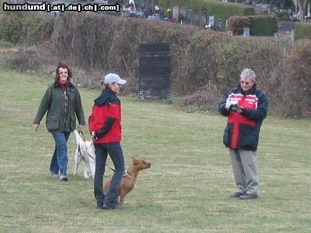 Amerikanischer Pit-Bullterrier Hunde Foto 17304 Amerikanischer Pit-Bullterrier Ida BGH1 Prüfung Bewertung