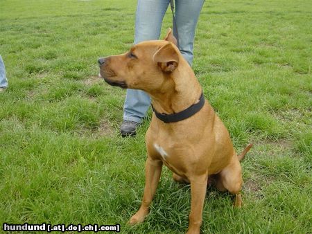 Amerikanischer Pit-Bullterrier Hunde Foto 11738 Amerikanischer Pit-Bullterrier Ida 9 1/2 Monate