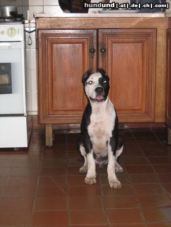 Amerikanischer Pit-Bullterrier Hunde Foto 21368 in höherer Auflösung ansehen Amerikanischer Pit-Bullterrier Luke wartet auf das Abendessen
