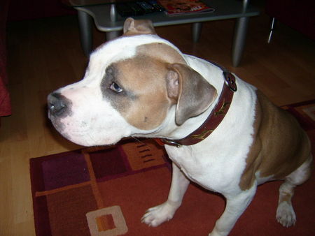 Amerikanischer Pit-Bullterrier Hunde Foto 32311 in höherer Auflösung ansehen Amerikanischer Pit-Bullterrier Ich bin