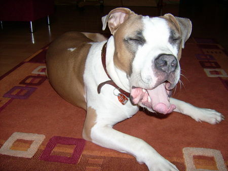 Amerikanischer Pit-Bullterrier Hunde Foto 32312 in höherer Auflösung ansehen Amerikanischer Pit-Bullterrier Ich bin so müde!!!