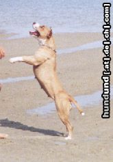 Amerikanischer Pit-Bullterrier Hunde Foto 7455 Amerikanischer Pit-Bullterrier Brasil