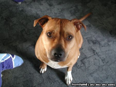 Amerikanischer Pit-Bullterrier Hunde Foto 20992 in höherer Auflösung ansehen Amerikanischer Pit-Bullterrier Kann Kira nicht süß schauen?