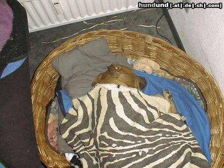 Amerikanischer Pit-Bullterrier Hunde Foto 20993 in höherer Auflösung ansehen Amerikanischer Pit-Bullterrier Ich bin so müde