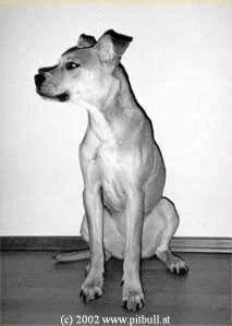 Amerikanischer Pit-Bullterrier Hunde Foto 1941 Amerikanischer Pit-Bullterrier Lara / American Pit Bull Terrier