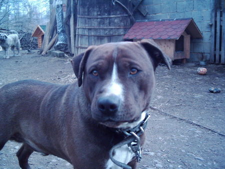 Amerikanischer Pit-Bullterrier Boki 5 Jahre