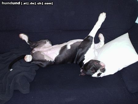 Amerikanischer Pit-Bullterrier Hunde Foto 20560 Amerikanischer Pit-Bullterrier das ist ein