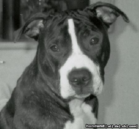 Amerikanischer Pit-Bullterrier Hunde Foto 15536 in höherer Auflösung ansehen Amerikanischer Pit-Bullterrier mein Murphy